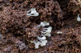 Attēlu rezultāti vaicājumam “Arcyria cinerea young”