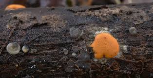 Attēlu rezultāti vaicājumam “Dictydiaethalium plumbeum macro”