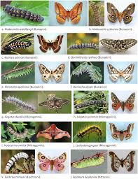Attēlu rezultāti vaicājumam “Saturniidae”
