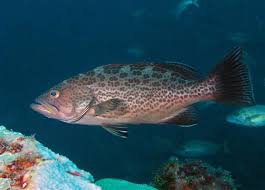 Image result for Mycteroperca venenosa