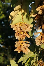 Attēlu rezultāti vaicājumam “Acer pseudoplatanus fruit”