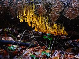 Attēlu rezultāti vaicājumam “Badhamiopsis ainoae sessile”