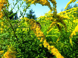 Attēlu rezultāti vaicājumam “Solidago canadensis flower”