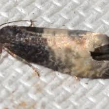 Attēlu rezultāti vaicājumam “Notocelia cynosbatella”