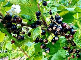 Attēlu rezultāti vaicājumam “Ribes nigrum fruit”