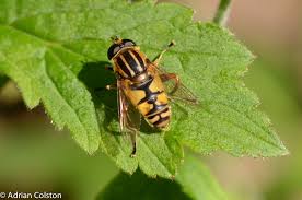 Attēlu rezultāti vaicājumam “Helophilus sp.”
