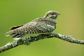 Attēlu rezultāti vaicājumam “Caprimulgus europaeus”