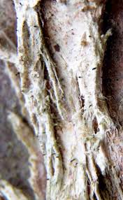 Attēlu rezultāti vaicājumam “Microcalicium disseminatum”