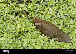 Attēlu rezultāti vaicājumam “Callitriche cophocarpa leaf”