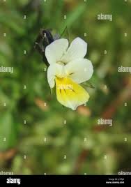 Attēlu rezultāti vaicājumam “Viola arvensis bud”