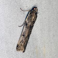 Attēlu rezultāti vaicājumam “Zophodia grossulariella”