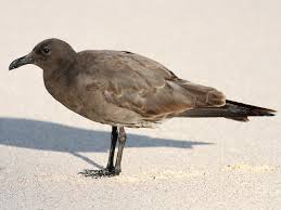 Attēlu rezultāti vaicājumam “Fuligo laevis”