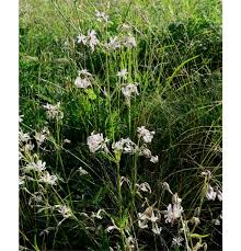 Attēlu rezultāti vaicājumam “Silene nutans”