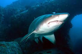 Image result for Carcharias taurus