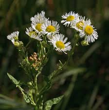 Attēlu rezultāti vaicājumam “Erigeron annuus flower”