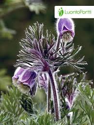 Attēlu rezultāti vaicājumam “Pulsatilla pratensis”