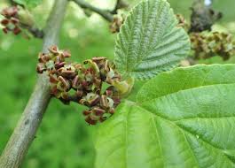 Attēlu rezultāti vaicājumam “Hamamelis vernalis bud”
