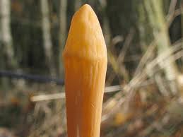 Attēlu rezultāti vaicājumam “Macrotyphula fistulosa”