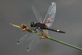 Attēlu rezultāti vaicājumam “Leucorrhinia pectoralis female”