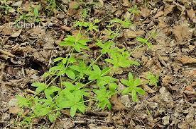 Attēlu rezultāti vaicājumam “Galium schultesii leaf”