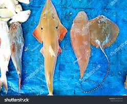 Image result for Rhynchobatus australiae