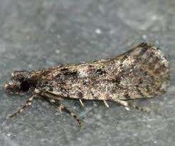 Attēlu rezultāti vaicājumam “Tineidae”