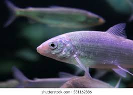 Image result for Coregonus lavaretus oxyrinchus