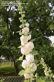 Image result for Alcea rosea `Appleblossom`
