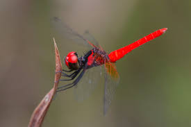 Attēlu rezultāti vaicājumam “Paratalanta hyalinalis”