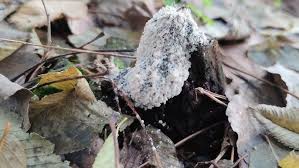 Attēlu rezultāti vaicājumam “Fuligo cinerea”