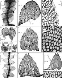 Attēlu rezultāti vaicājumam “Calypogeia neesiana”