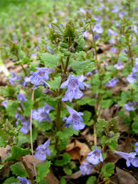 Attēlu rezultāti vaicājumam “Glechoma hederacea flower”