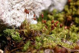 Attēlu rezultāti vaicājumam “Weissia squarrosa”