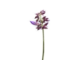 Attēlu rezultāti vaicājumam “Orchis mascula bud”