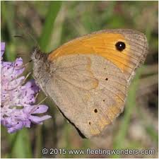 Attēlu rezultāti vaicājumam “Maniola jurtina male”