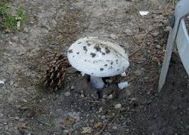 Attēlu rezultāti vaicājumam “Amanita strobiliformis”