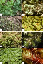 Attēlu rezultāti vaicājumam “Didymodon tophaceus sporophyte”