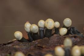 Attēlu rezultāti vaicājumam “Holwaya mucida”