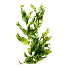 Attēlu rezultāti vaicājumam “Potamogeton lucens”