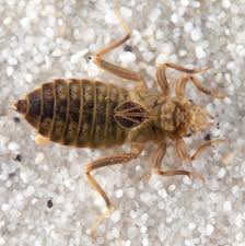 Attēlu rezultāti vaicājumam “Gomphus vulgatissimus”