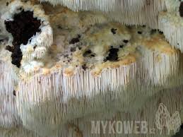 Attēlu rezultāti vaicājumam “Dentipellis fragilis”