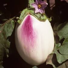 Afbeeldingsresultaat voor bianca a uovo eggplant