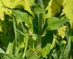 Attēlu rezultāti vaicājumam “Silene chalcedonica leaf”