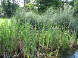 Image result for Rohrkolben