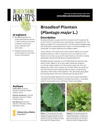 Attēlu rezultāti vaicājumam “Plantago uniflora leaf”