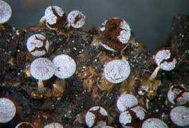 Attēlu rezultāti vaicājumam “Physarum leucophaeum stalked”