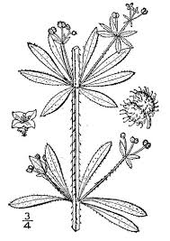 Attēlu rezultāti vaicājumam “Galium aparine leaf”