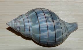 Image result for Cinctura hunteria