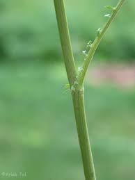 Attēlu rezultāti vaicājumam “Tanacetum vulgare flower”