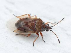 Attēlu rezultāti vaicājumam “Kleidocerys resedae imago”